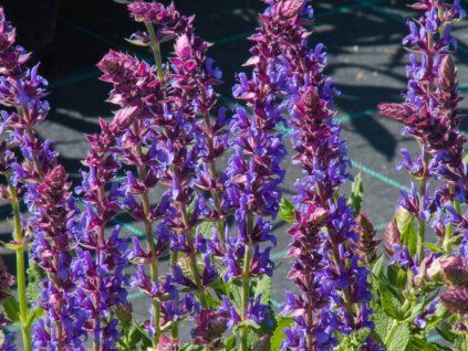 Salvia Blue Field (1)