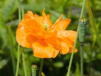 Papaver Flore Pleno (2)