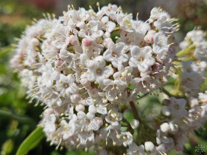 129457 1 kalina modroploda lisarose