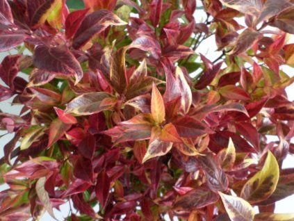 129463 leucotoe carnaval