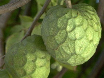 Cherimoya