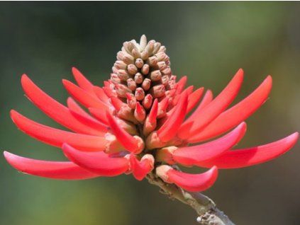 erythrina