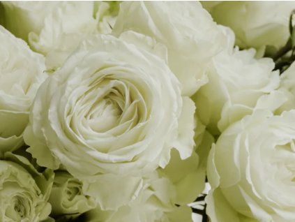 white princess