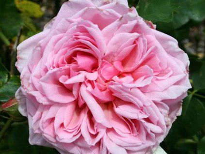 rosa Prinzessin