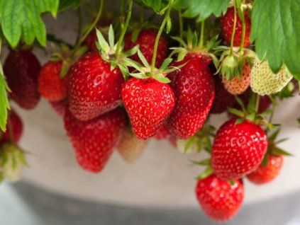 129910 jahodnik beltran