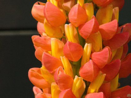 Lupinus Towering Inferno (2)