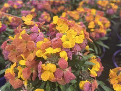 Leya orangefarbenes Leuchten