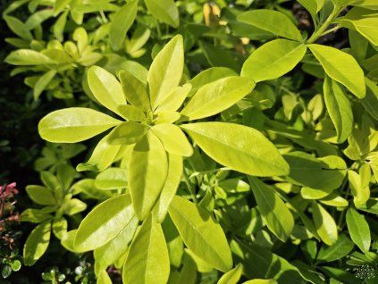 Choisia Brica (2)