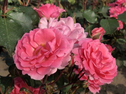 Rose 'Pink Tom' (Verpackung Container C2)