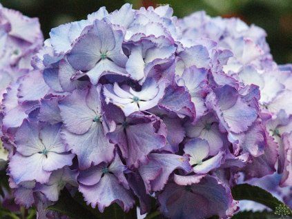 Hydrangea macrophylla Ave Blue (2)