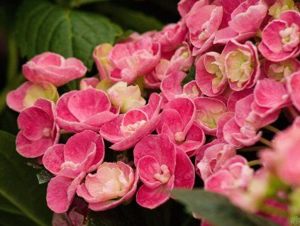 Hydrangea Curly Wurly (2)