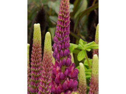 Lupinus West Country Masterpiece (3)