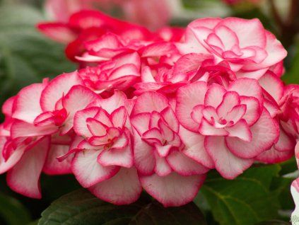 Hydrangea Miss Yulika (1)