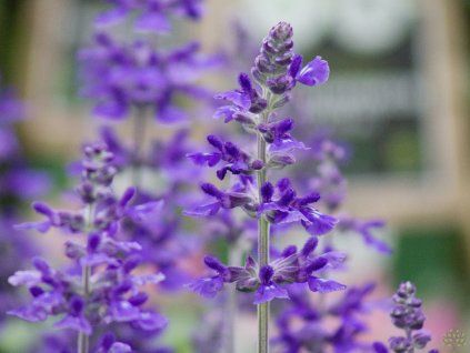Salvia farinacea (3)