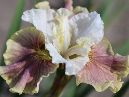 Iris sibirica Wynne Magnolia