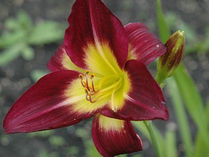 hemerocalis Night Beacon