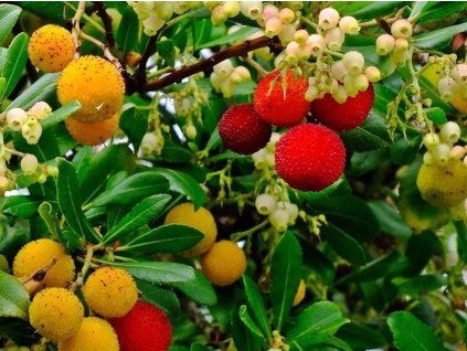 130714 planika obecna mercurius