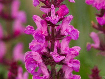 Salvia Rose Marvel (1)