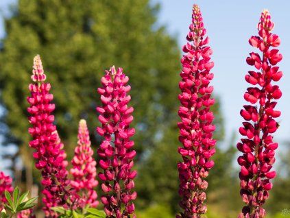 Lupinus 'My Castle' (1)
