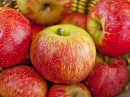 130837 jablon cellini