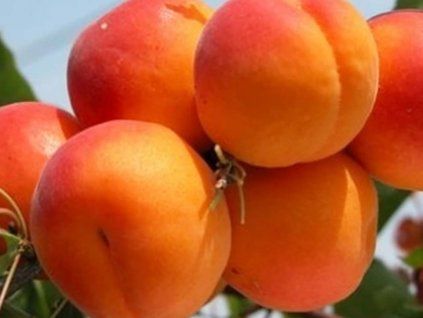 130963 merunka paviot