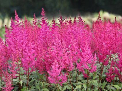 younique Carmine astilbe