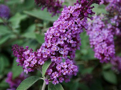 Komule davidova FLUTTERBY 'Lavender' (Balení kontejner p19)