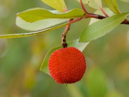 131287 planika cobra