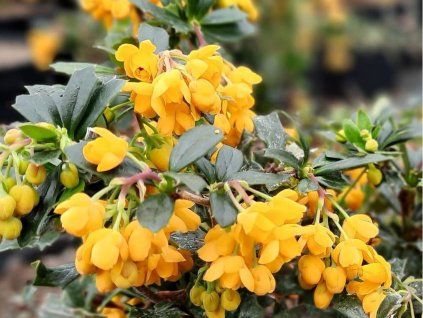 131371 2 dristal darwinuv compact