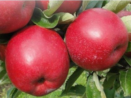 131608 jablon najdared kontejner