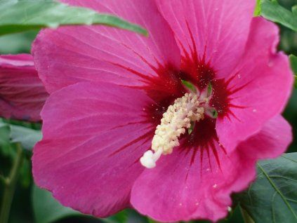 131692 ibisek syrsky red devil