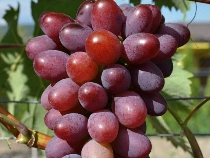 131746 reva vinna saturn seedless