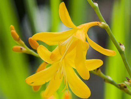 Crocosmia George Davison