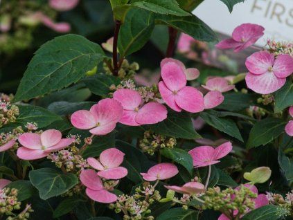 Hydrangea scandens 'First Love' PBR (1)