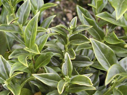 131842 masoplodka dragon gate