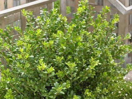 131896 cesmina vroubkovana glory gem