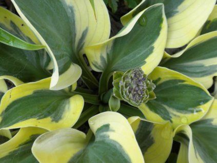 131914 bohyska mighty mouse hosta mighty mouse