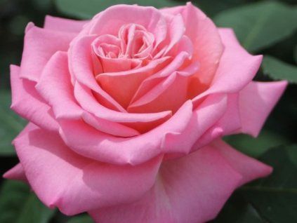 Rose 'Ashley' (Sonderverpackung)