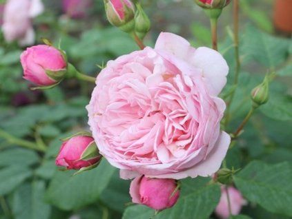 Rose 'Divina' (Spezialverpackung)