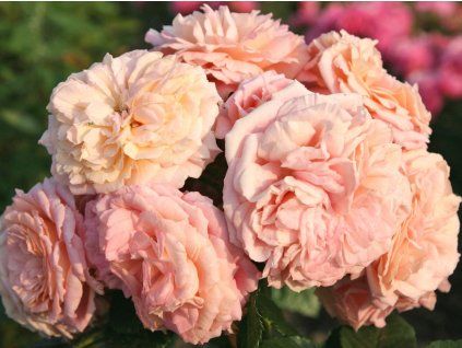 Rose 'Amaretto®' (Sonderverpackung)