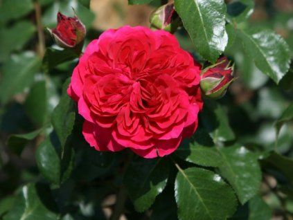 Rose 'Red Leonardo da Vinci' (Verpackung Sonderverpackung)