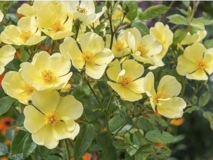 Rose 'Tottering by Gently®' (Spezielle Verpackung)