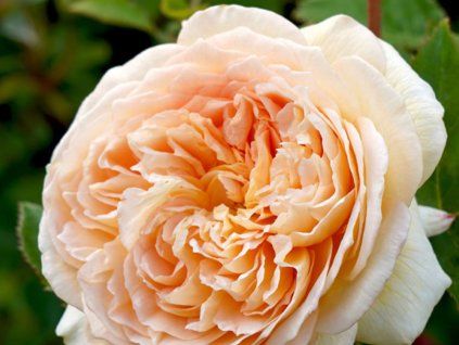 Rose 'Bathsheba®' (Spezielle Verpackung)