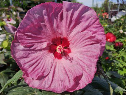 Hibiscus Berry Awsome (2)