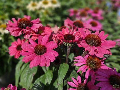Echinacea Sunseekers Red (1)