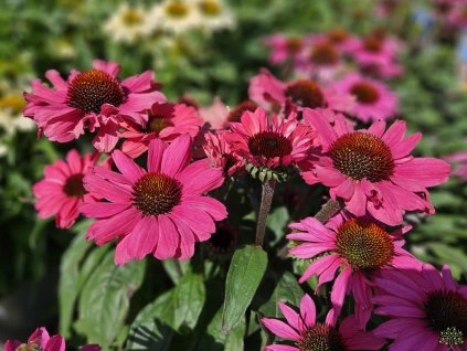 Echinacea Sunseekers Red (1)