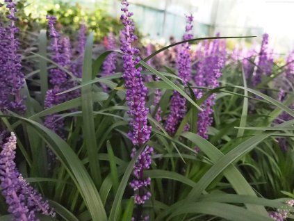 Liriope Royal Purple