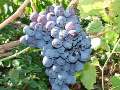 132679 reva vinna alfa