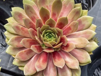 132703 netresk big sam red mellow sempervivum big sam red mellow