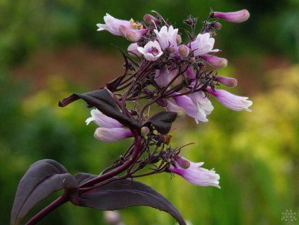 Penstemon digitalis 'Dark Towers'